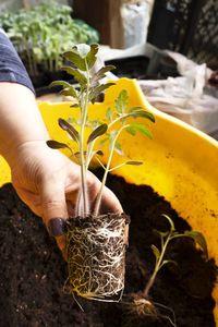 Growing tomatoes. a gardener holds fresh sprouts of tomatoes.