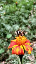 Close-up of bee on flower