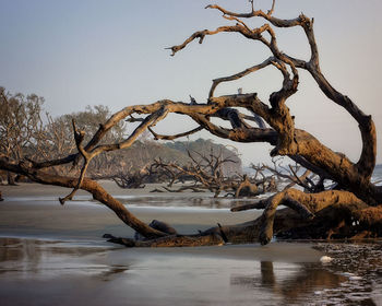 Bare tree by lake against sky