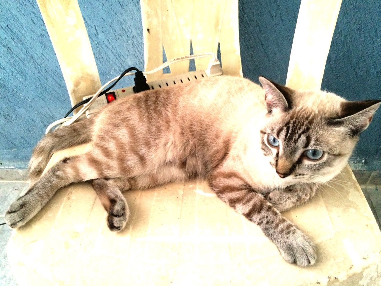 domestic cat, pets, animal themes, domestic animals, cat, mammal, one animal, feline, relaxation, whisker, high angle view, portrait, looking at camera, lying down, indoors, resting, two animals, sleeping, no people, full length