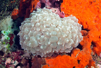 Close-up of coral in sea