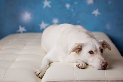 Dog relaxing on bed at home