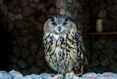 Close-up portrait of owl perching on rock