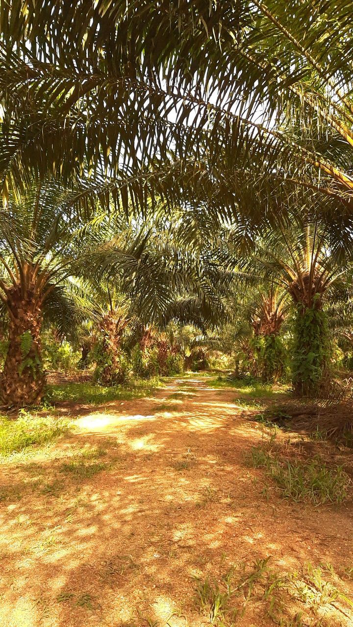 FOOTPATH AMIDST PALM TREES