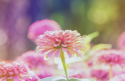 Close-up of pink flowers blooming outdoors