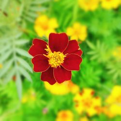 Close-up of red flower
