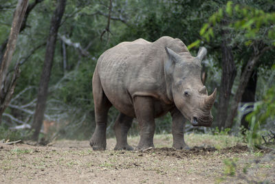 Rhino walking in a forest