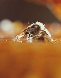 Close-up of spider on wood