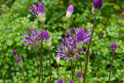 Close-up of purple flowers blooming outdoors