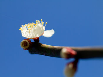 Close-up of white flower against blue sky