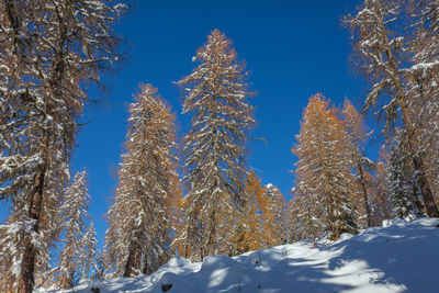 Larch trees after a snowfall, dolomites, italy