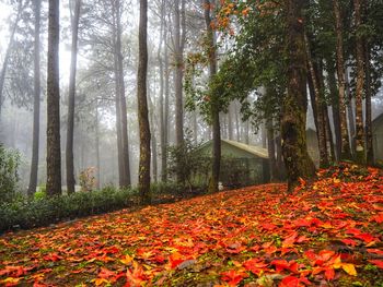 Trees in forest