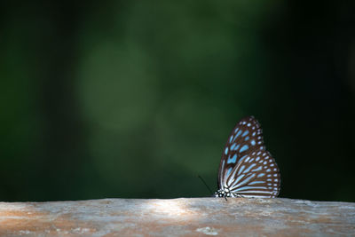 Close-up of butterfly