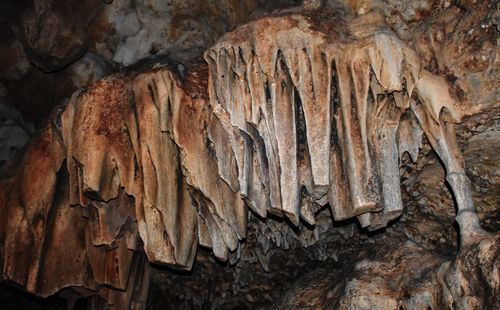 Full frame shot of tree trunk