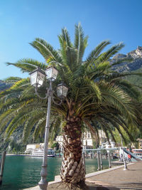 Palm tree by sea against clear sky