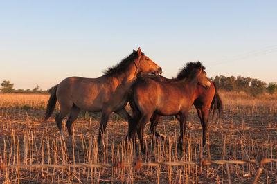 Horse standing on field.