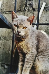 Close-up portrait of tabby cat