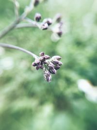Close-up of honey bee on purple flower