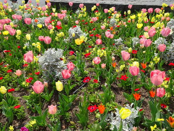 Close-up of pink tulip flowers on field