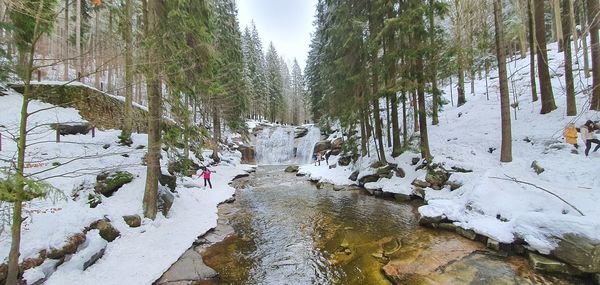 Snow covered trees in forest