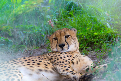 View of a cat resting on plant