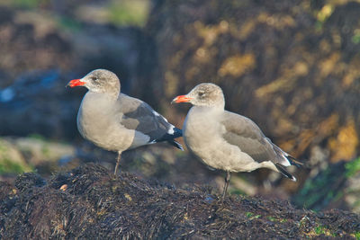 Close-up of birds perching on rock