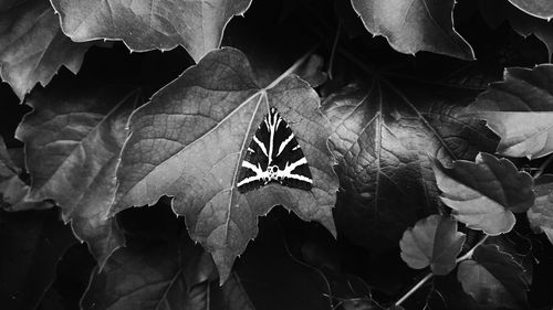 Close-up of leaves