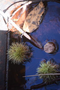 Close-up of plants in water