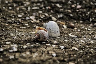 Shells on field