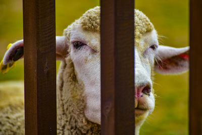 The sad-faced gaze of the sheep