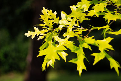 Close-up of yellow flowering plant leaves