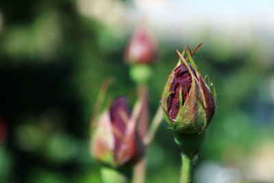 Close-up of flower growing outdoors