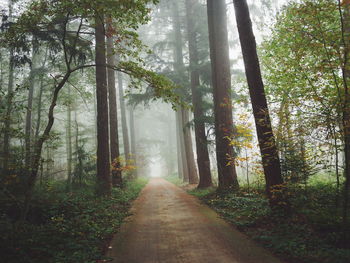 Trees in forest against sky