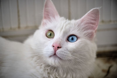 Close-up portrait of white cat