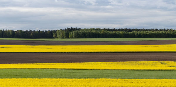 Scenic view of field against sky