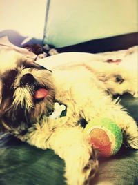 Close-up portrait of dog