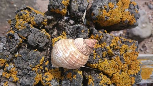 Close-up of sea shell on rock