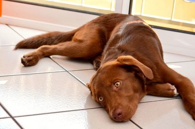 Close-up of dog lying on tiled floor