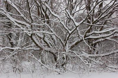 Snow covered bare trees in forest