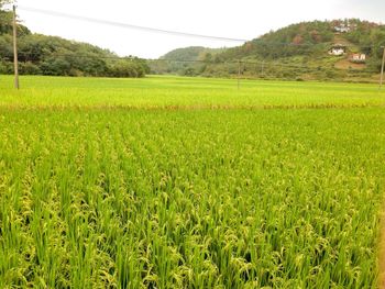 Scenic view of grassy field against sky