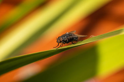 Close-up of fly on leaf