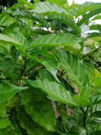 Close-up of insect on leaves