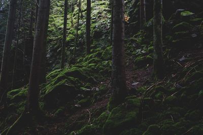 Full frame shot of trees in forest