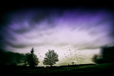 Close-up of silhouette tree against sky at night