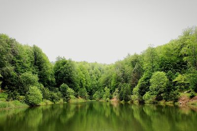 Reflection of trees in water