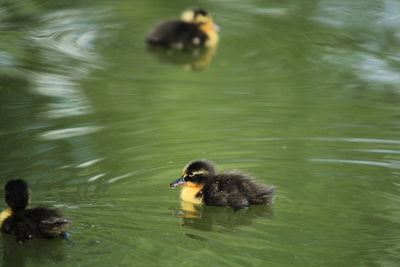 Duck swimming in lake