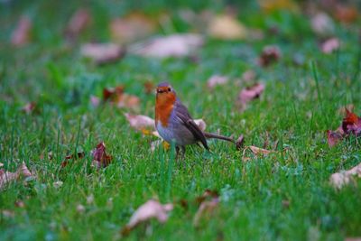 Close-up of bird perching on field