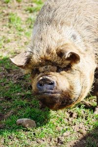 Close-up portrait of a pig on field