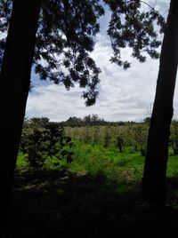 Trees on field against sky