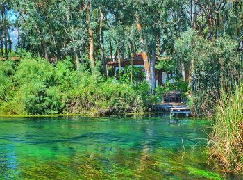 Trees by water